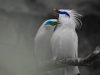 Jalak Bali, Burung Cantik Dari Pulau Dewata